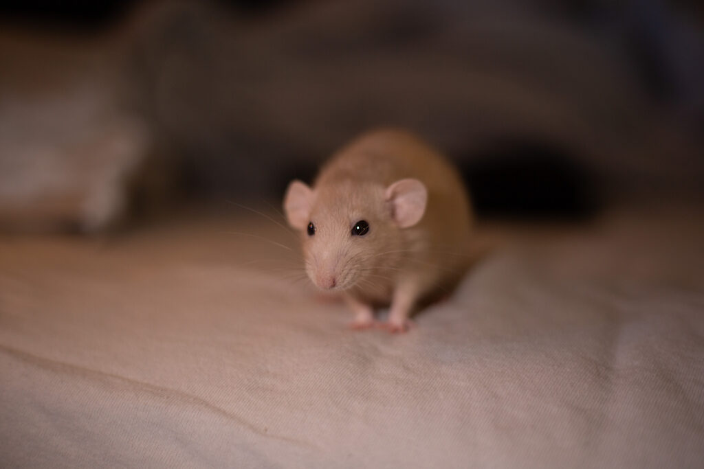 Onze ratten img 1158