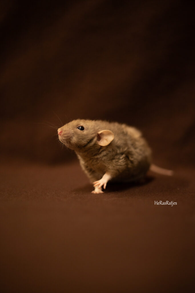 Onze ratten img 1191