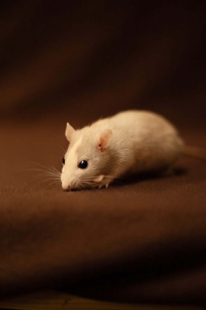 Onze ratten img 1251