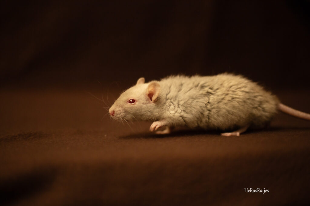 Onze ratten img 1302