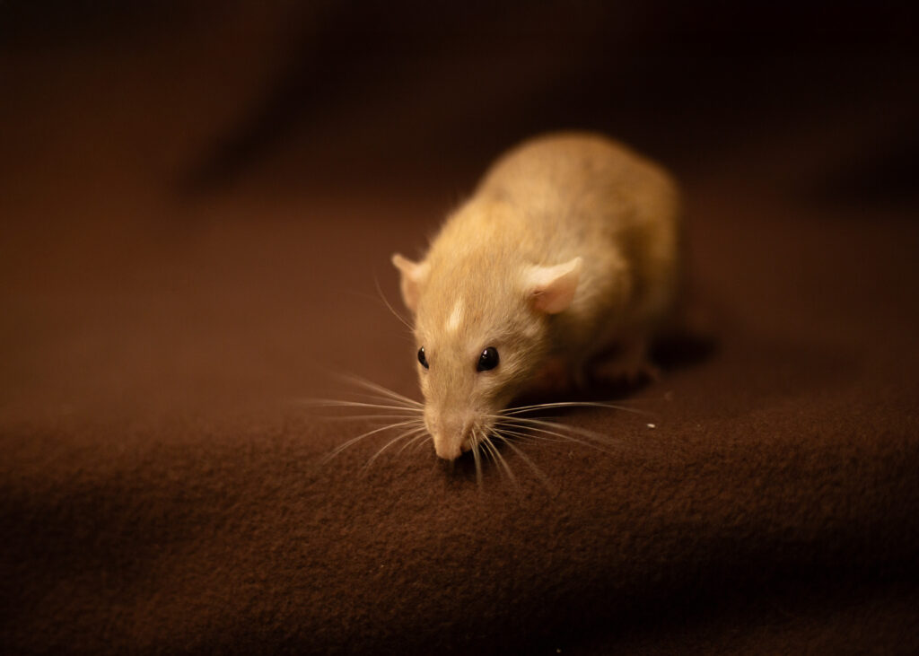 Onze ratten img 1376