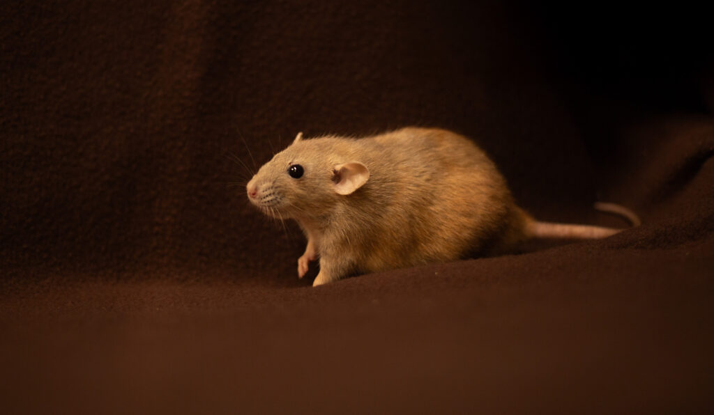 Onze ratten img 1411 2