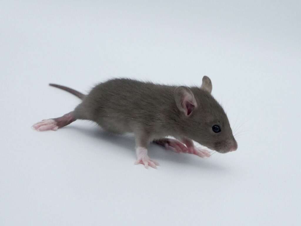 Onze ratten 2a10d31a 2702 44ac bb8f 9831c6aa1c77