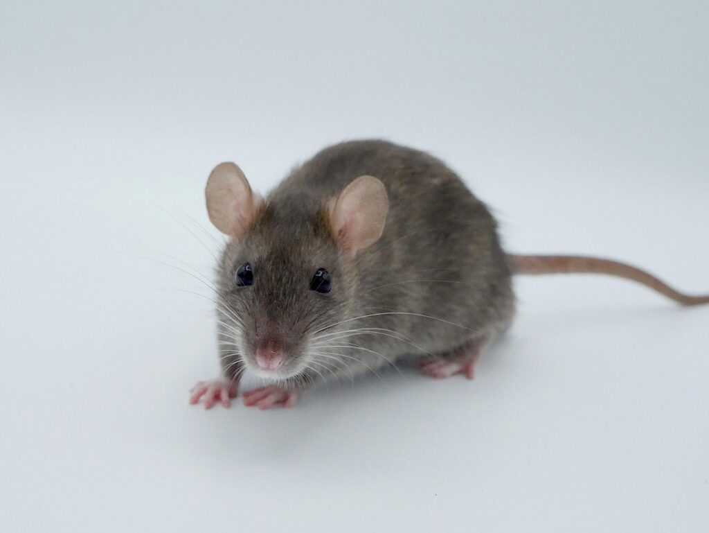 Onze ratten 99082f16 2a9b 4ca3 b03e adf2b399795f