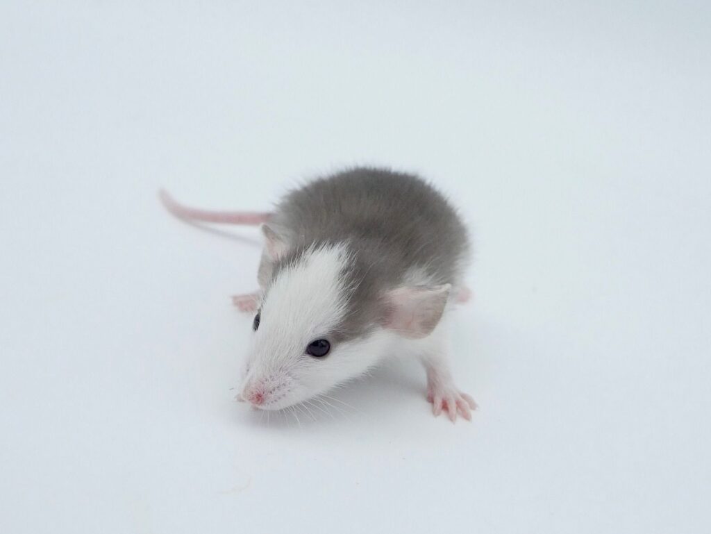 Onze dwergratten voorstellen 5bab1f3e 8bc5 445e 9da0 23aaf91e25f0