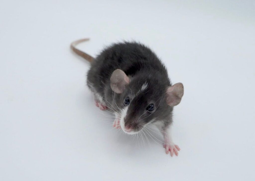 Onze dwergratten voorstellen rhea