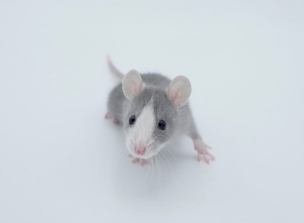 Onze dwergratten voorstellen yana