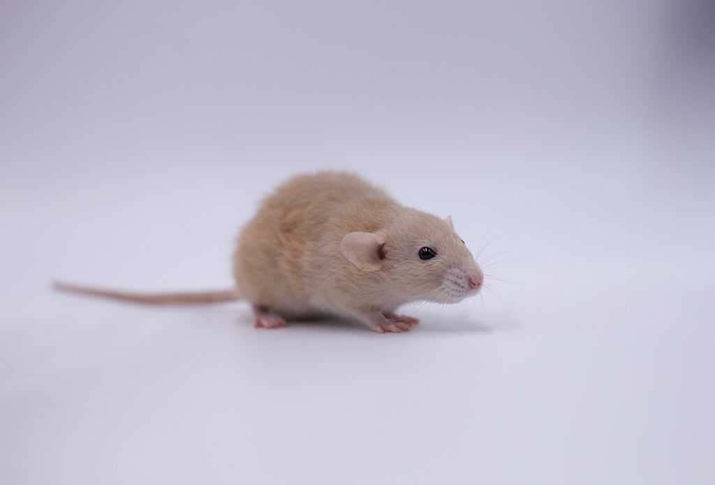 Onze dwergratten voorstellen athena1