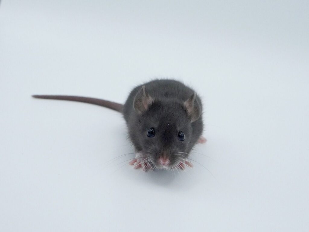 Onze dwergratten voorstellen bd4ad486 a67e 48e2 9894 6af1447cca3b