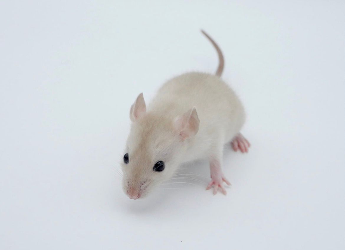 Onze dwergratten voorstellen danli