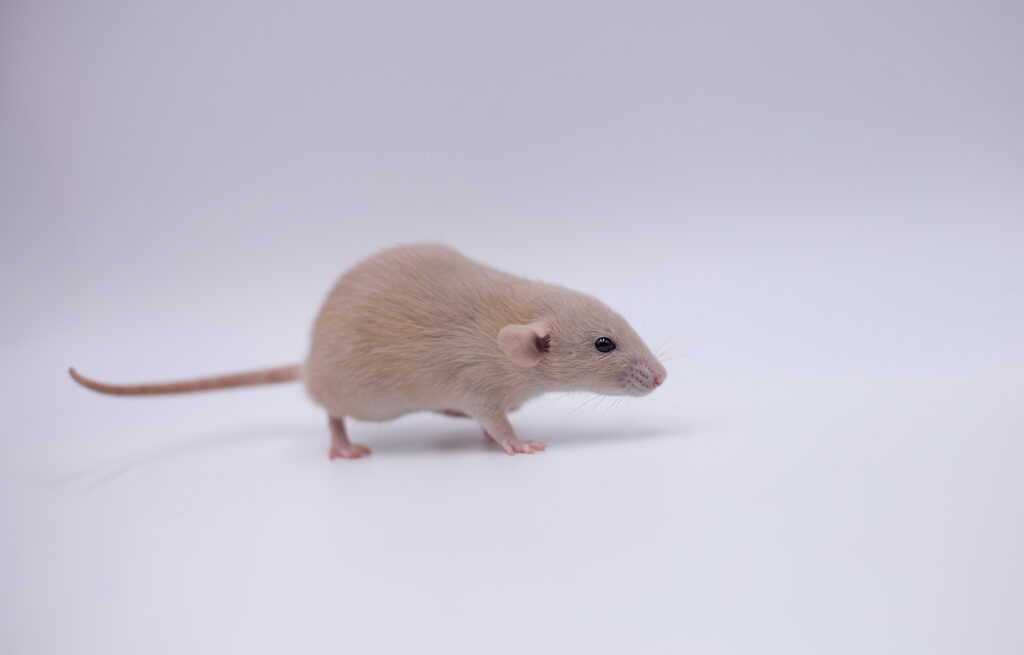 Onze dwergratten voorstellen hebe 1