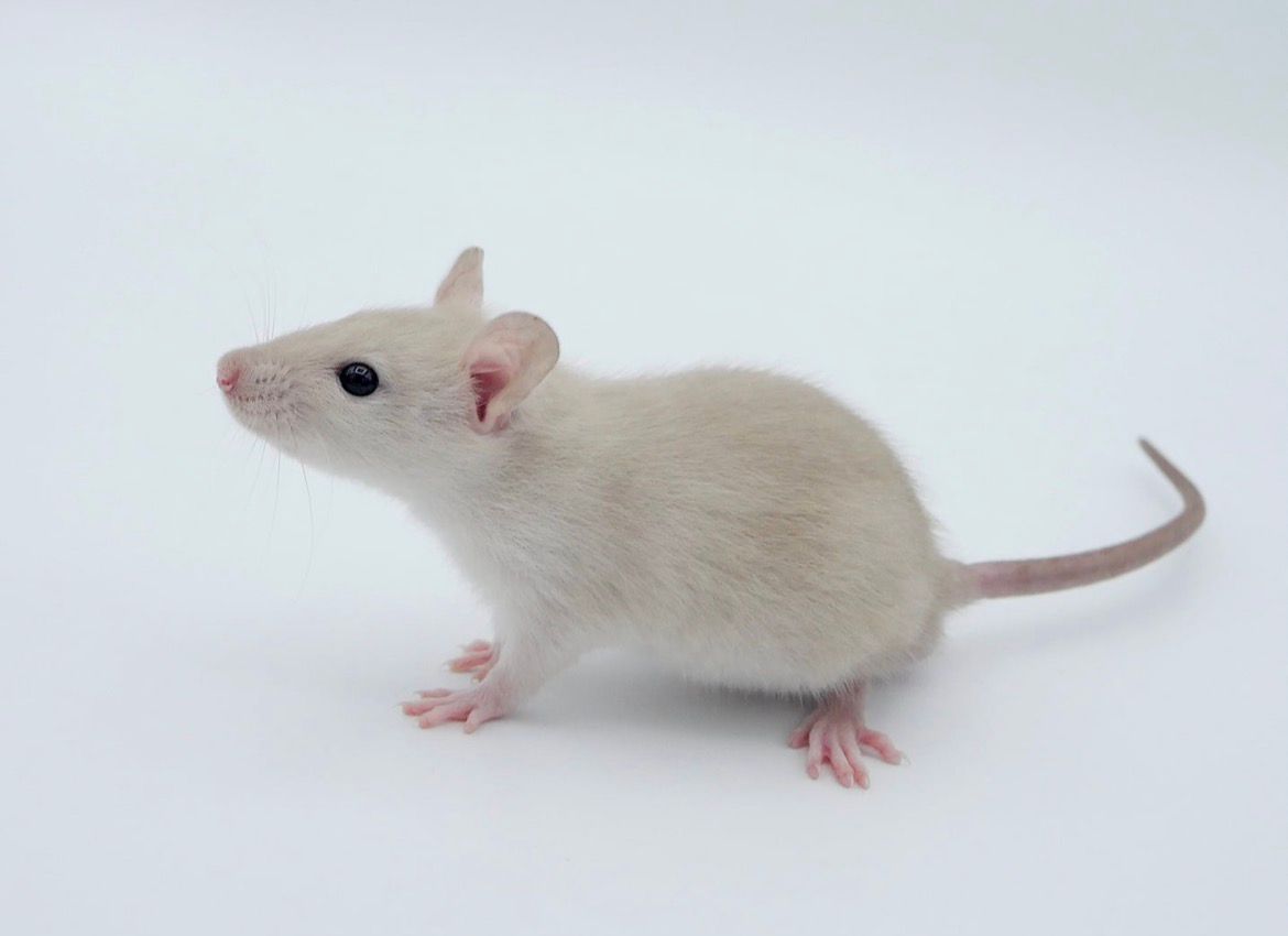 Onze dwergratten voorstellen puerto